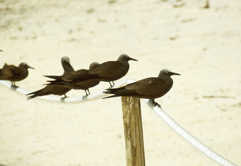 656_Noddies op het strand van Michaelmas Kay (2).jpg